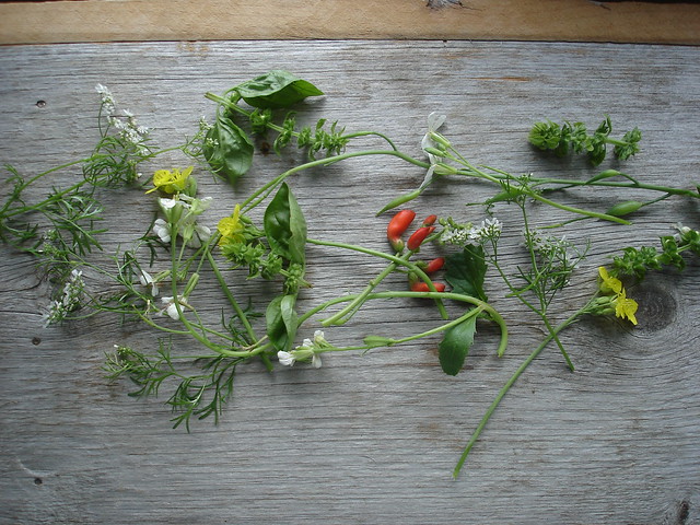 Edible Flowers and Herbs