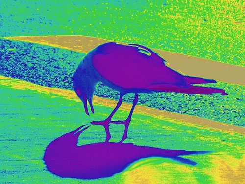 sunset shadow bird backlight parkinglot seagull stripe supermarket img7908 protophotogsl artistspotlight~02awardthread