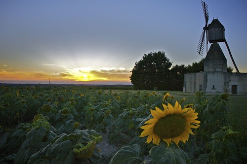 sunset windmill moulin sunflower vienne moulindupuydardanne