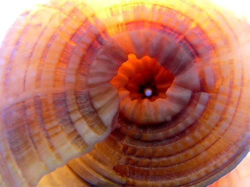 macro spiral glow flash shell ourdailychallenge