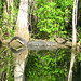 Alligator Canal   DSCN3322