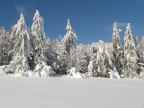 schnee winter white snow tree weiss zima strom baum bílá sníh