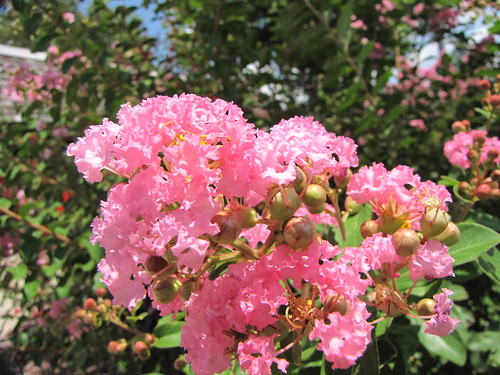 park travel flowers usa green nature canon landscapes daylight scenery view state south peaceful powershot daytime arkansas tranquil crapemyrtle sx10is waltphotos