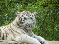 Tigre blanc - Photo of La Chaussaire