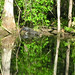 Alligator Canal   DSCN3369