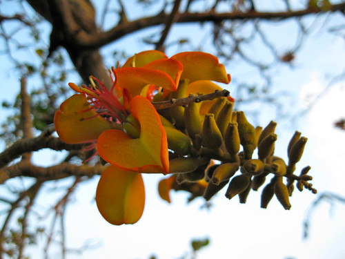 deciduous fabaceae hualalai wiliwili erythrinasandwicensis nativehiendemic hawaiiancoraltree