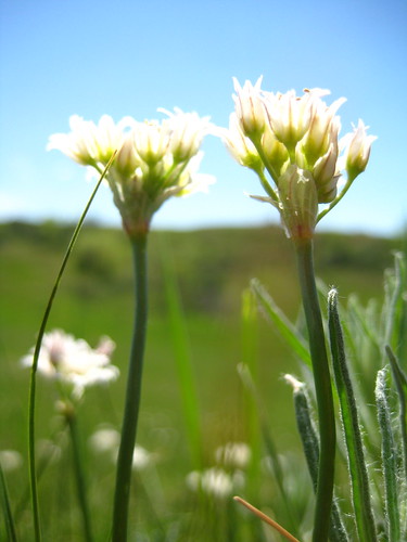 flora northdakota liliaceae