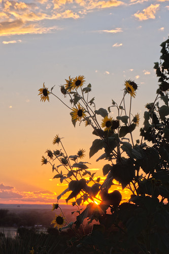 sunset usa flower montana sunflower sunrisesunset hdr realistic