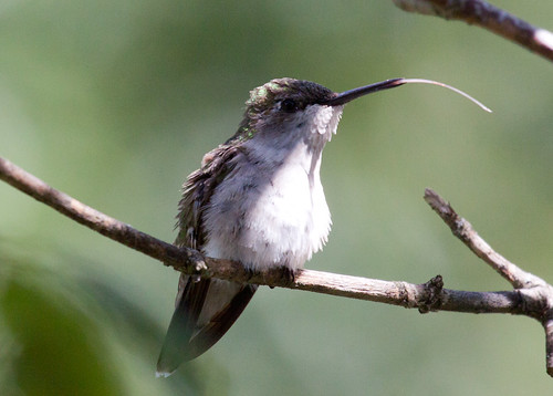 Ruby-throated Hummingbird sticking out her tongue.