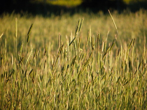 white grass barley oregon wolf wheat burns oat
