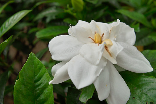Common gardenia