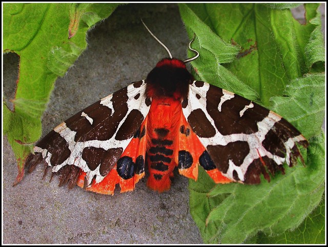 Garden Tiger Moth | Flickr - Photo Sharing!