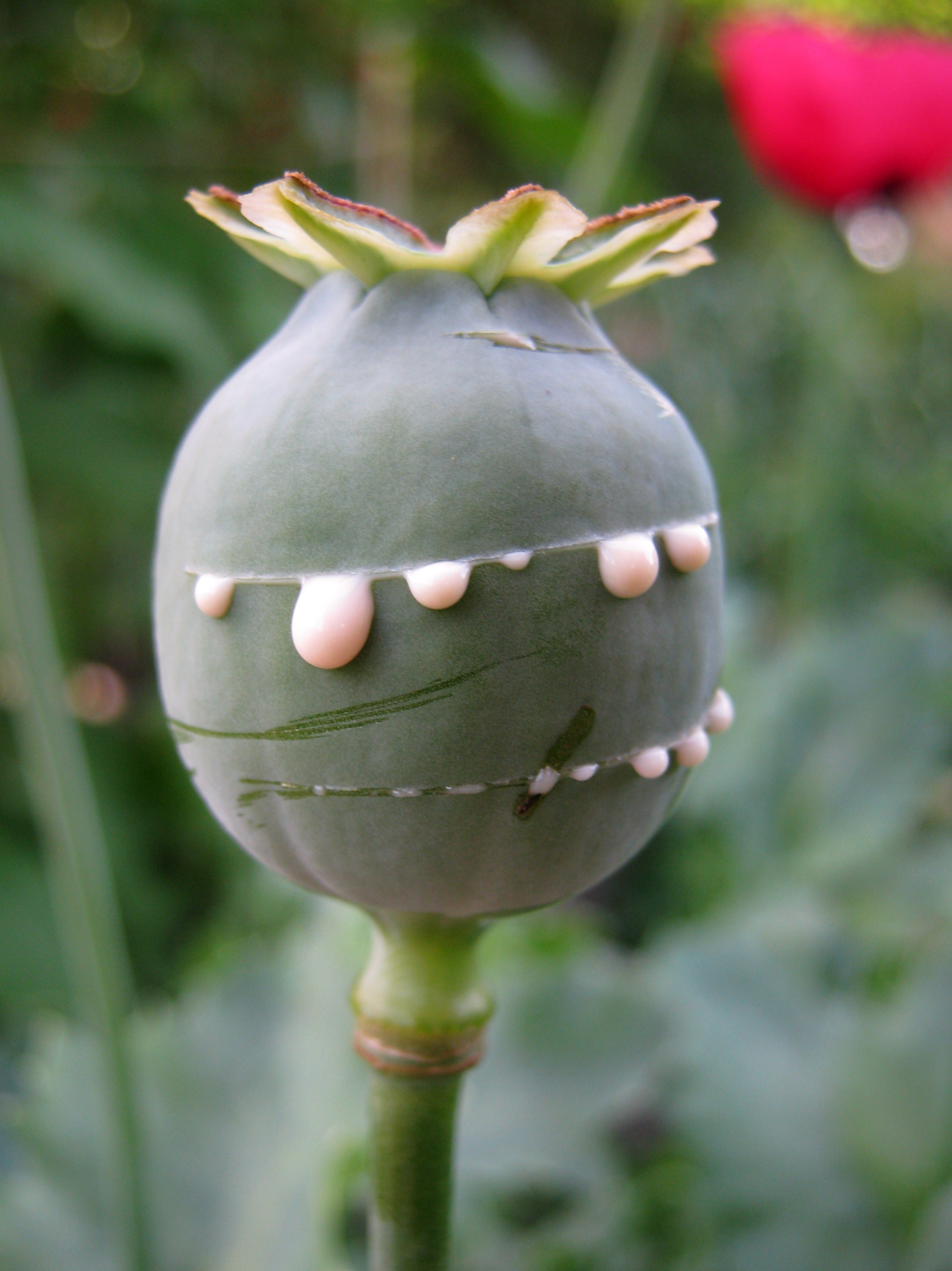 Opium Poppy (Papaver Somniferum) Flickr Photo Sharing!