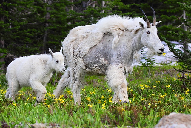 IMG_4472 Mountain Goat Nanny and Kid, Glacier National Park