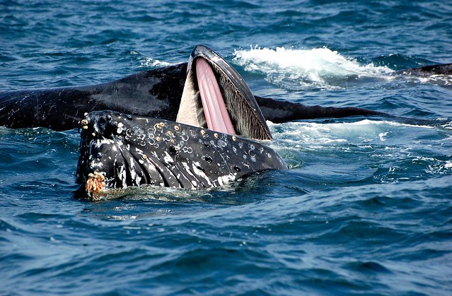Humpback Whale mouth open | Flickr - Photo Sharing!