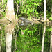 Alligator Canal   DSCN3360