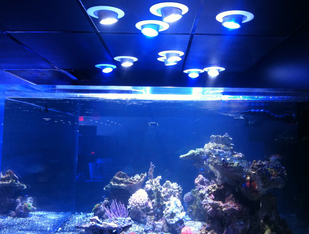 Cannon LED Pendants over Reef Aquarium