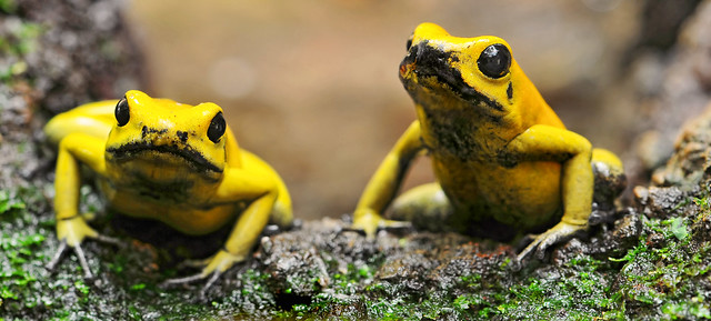 Two yellow frogs from Flickr via Wylio