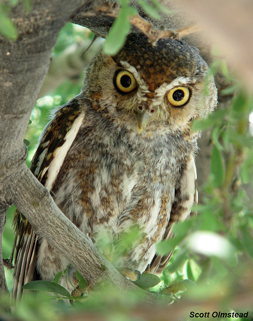 Elf Owl (Micrathene whitneyi)
