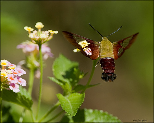 insect fly wings nikon louisiana moth folsom hummingbirdmoth clearwingmoth d700 lepidoctera mizellfarms