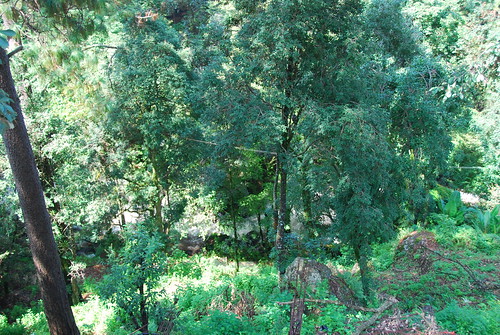 trees river mexico nikon valledebravo d60