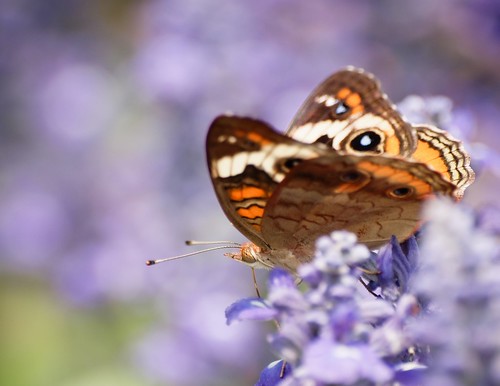 butterfly bokeh © raleighnc jcraulstonarboretum buckeyebutterfly garyburke zuiko70300mm olympuse620 purplybokeh