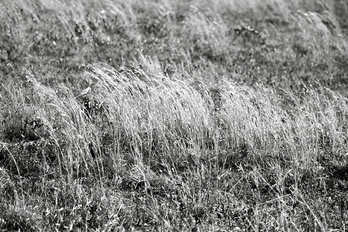 nature grass landscapes wind outdoor va battlefield spotsylvania