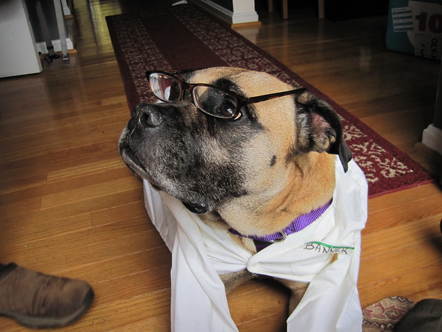 The mild mannered Greta Banner. Greta in a white lab coat with a name tag that says Banner and wearing glasses.