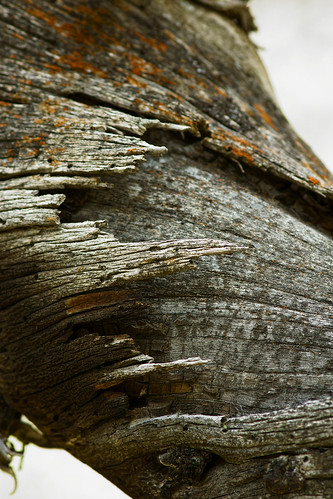 tree landscape minolta sony beercan bark alpha a700