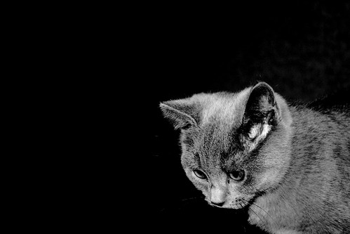 wall cat gris chat noir british blanc fonddécran unamourdechat