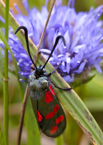 6spotburnetmoth kh0831 ireland insect flora animalportrait moth lepidoptera