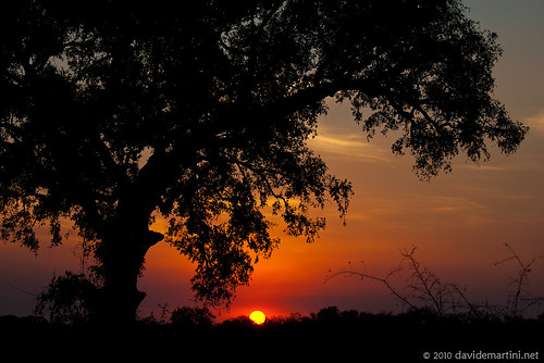 animals sunrise southafrica tramonto wildlife krugernationalpark kruger satara skukuza sudafrica