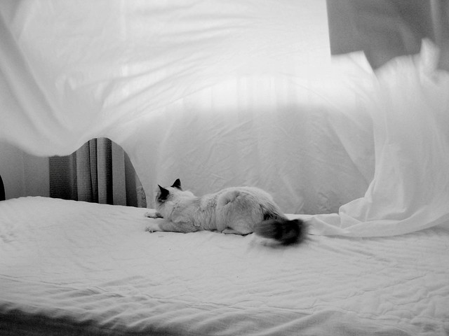 falling sheets, falling on kittens