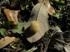 Giant tree, branching towards ground
Leaves all winter
Oval leaves with buff fuzz on underside
Small acorns