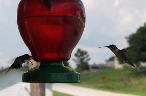 travel red usa green bird nature canon daylight view state wildlife south country peaceful powershot daytime arkansas hummingbirds tranquil ozark wittssprings sx10is waltphotos