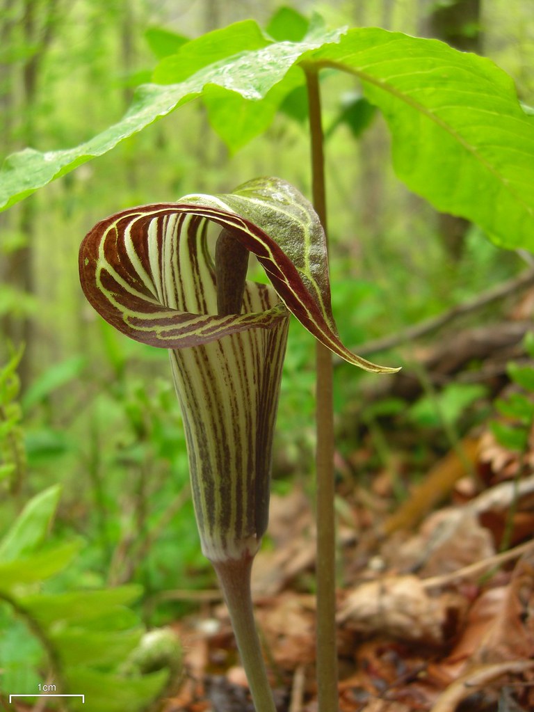 Photo: Jack in the Pulpit