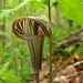 Photo: Jack in the Pulpit