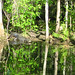 Alligator Canal   DSCN3347