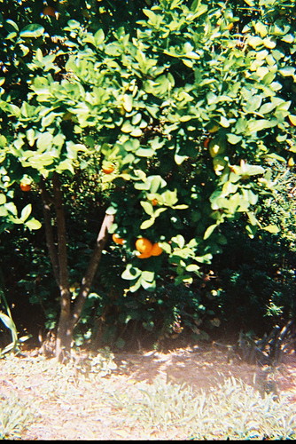 orange tree green lomography diana f warialda megsphotographyportfolio