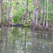 Alligator Canal DSCN3835