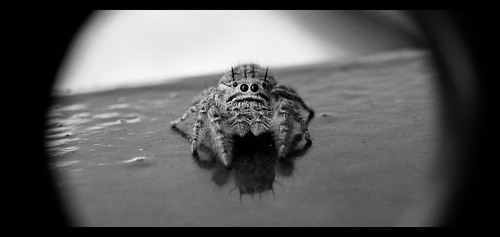 macro bug insect spider tn tennessee winchester jumpingspider citypark phidippusputnami jeremygillard