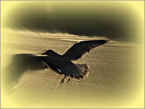 sunset bird backlight fly parkinglot picnic zoom seagull feather supermarket 1001nights img7911 protophotogsl