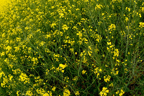 flowers naturaleza flores flower primavera nature field germany geotagged spring europa europe flor campo saxonyanhalt