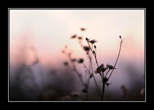 flowers sunset countryside fujifilmfinepixs5pro bressa nikkoraf50mmf18n