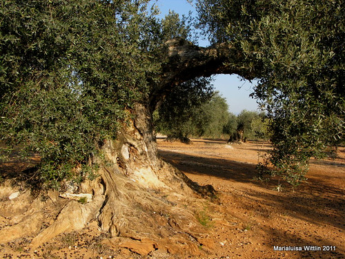 españa spain olivetrees oliven comunidadvalenciana marlis1 oelbaum canetloroig oelbaumgewächse arbremil·lenari canetloroigcomunidadvalenc canetloroigcomunidadvalencianaespaña