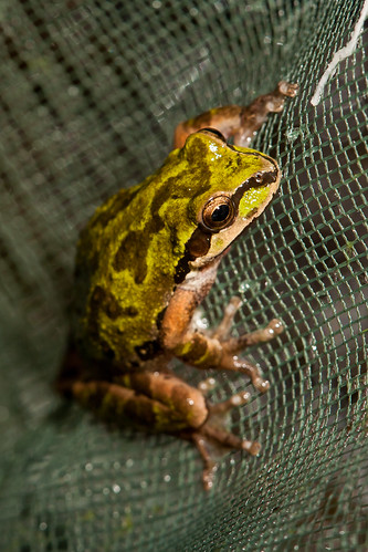 frog treefrog pacifictreefrog pseudacrissierra sierrantreefrog