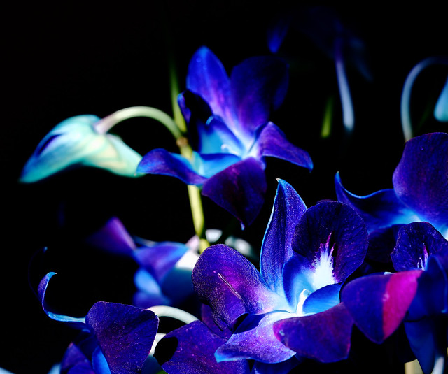 blue orchids | Flickr - Photo Sharing!