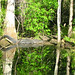 Alligator Canal   DSCN3327