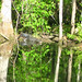 Alligator Canal   DSCN3372