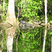 Alligator Canal   DSCN3358